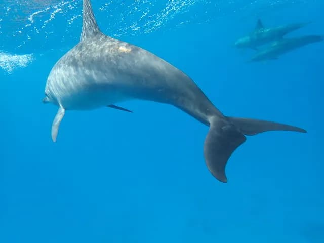 PRIVATISATION DU SEA SOUL pour une croisière en Egypte pour rencontrer et nager avec les dauphins sauvages et libres de la Baie de Sataya