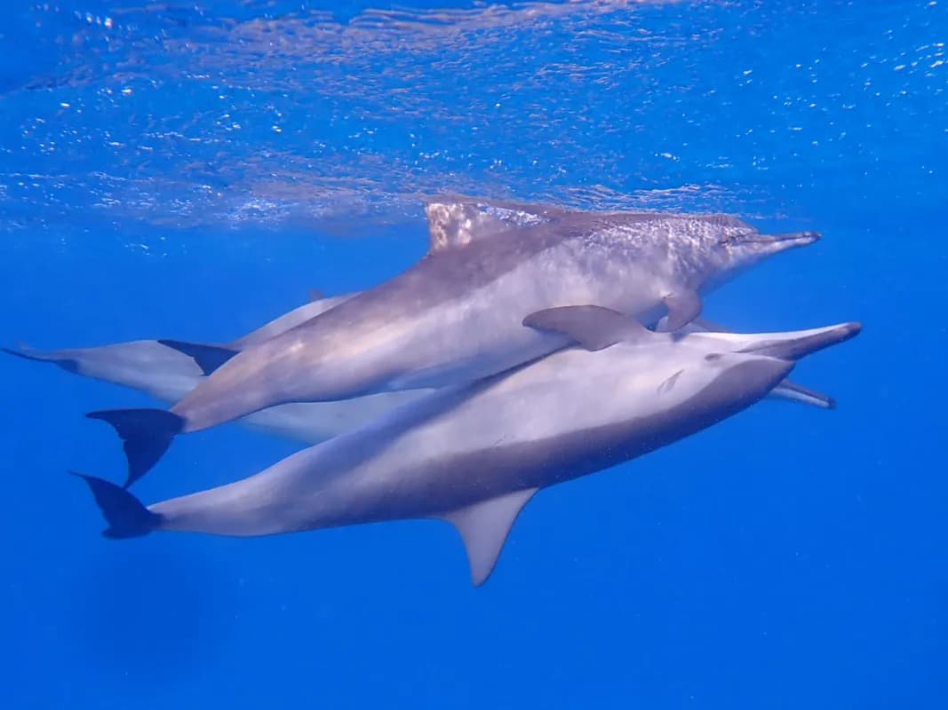 SEJOUR INDIVIDUEL pour une croisière en Egypte pour rencontrer et nager avec les dauphins sauvages et libres de la Baie de Sataya